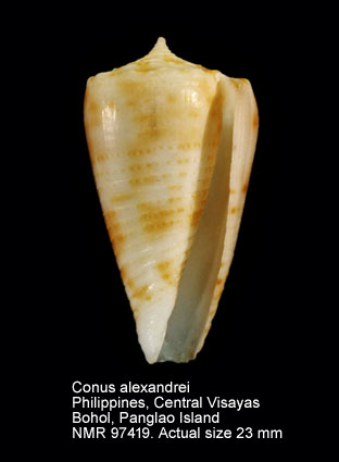 Conus alexandrei.jpg - Conus alexandrei (Limpalaër & Monnier,2012)